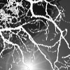 Winter Branches