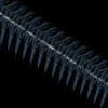 StarSpine2