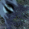 EyeTri Triptych