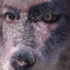 WolfCarry
