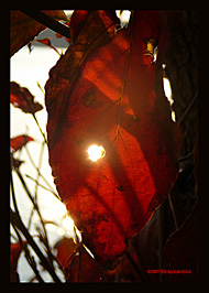 Red Leaf Sun