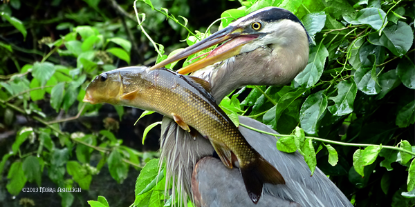 Heron with Suckerfish