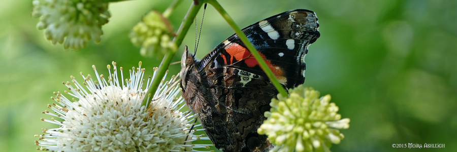 Red Admiral on Butttonbush