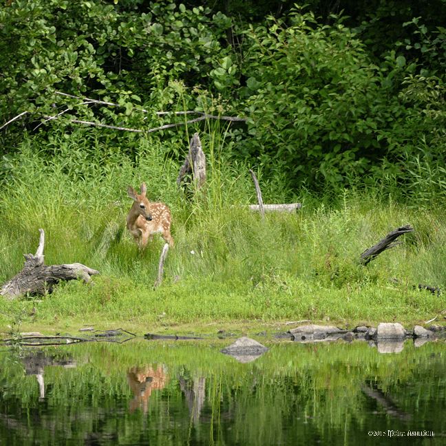 Fawn Reflected Horn Pond