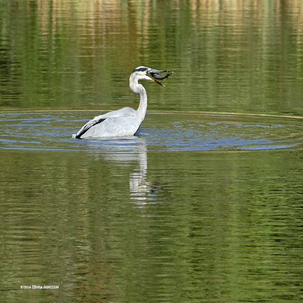 Great Blue Heron Catches a Fish