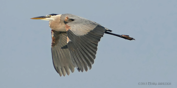 Heron in flight