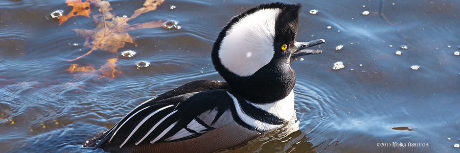 Hooded Merganzer Male