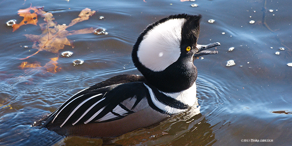 Hooded Merganzer Male