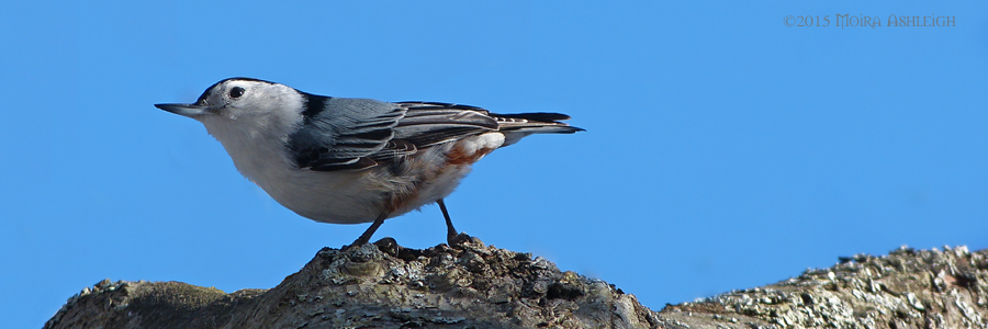 Nuthatch