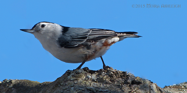 White Breasted Nuthatch