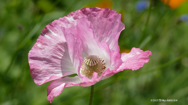 Pink Poppy