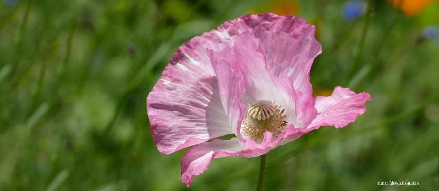 Pink Poppy