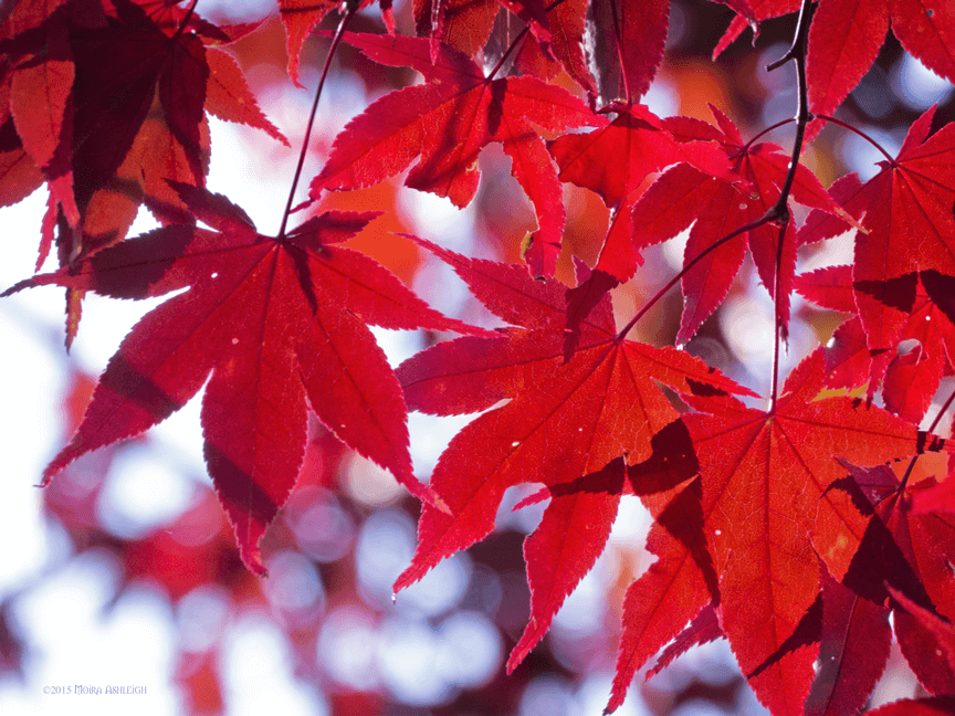 red maple leaves