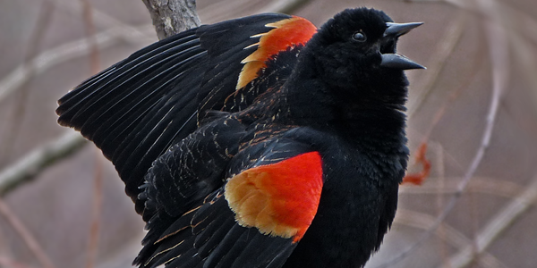 Redwing Blackbird