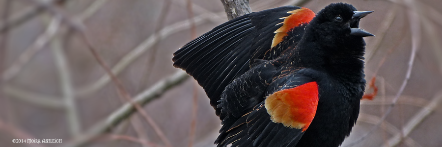 Redwing Blackbird