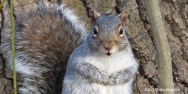 Eastern Grey Squirrel