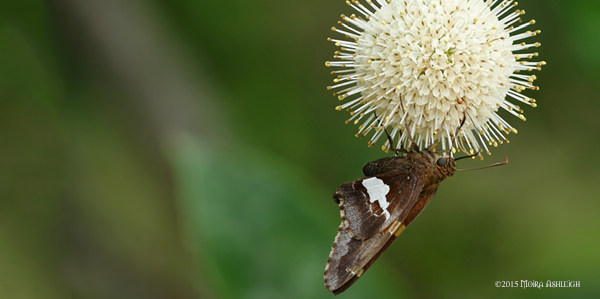 Butterfly on buttonbush