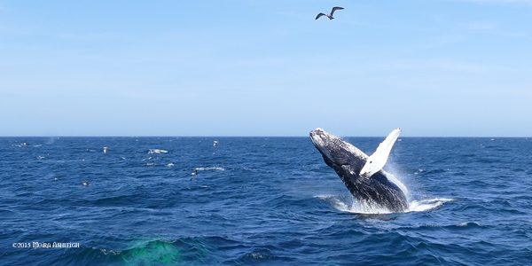 Humpback Whale