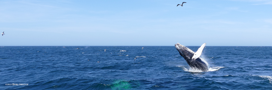 Humpback Whale