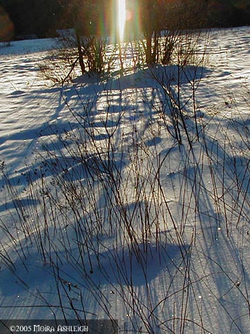Yule 2005