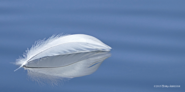 Swan feather on water